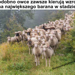 Owce zawsze kierują wzrok na największego barana w stadzie