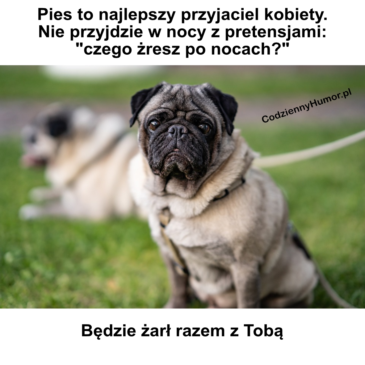 Pies to najlepszy przyjaciel kobiety