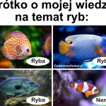 Nemo - krótko o mojej wiedzy na temat ryb