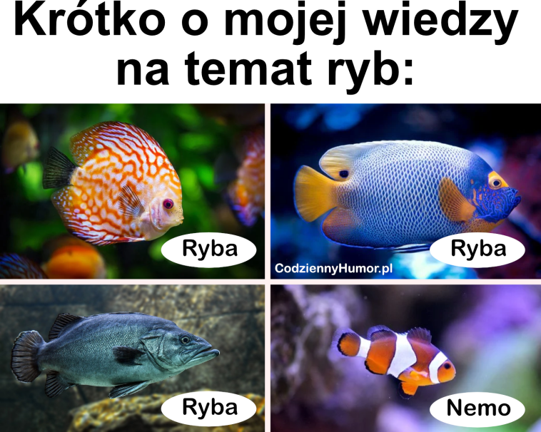 Nemo - krótko o mojej wiedzy na temat ryb