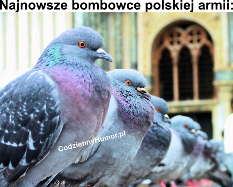 Memy z gołębiem - Nowe bombowce