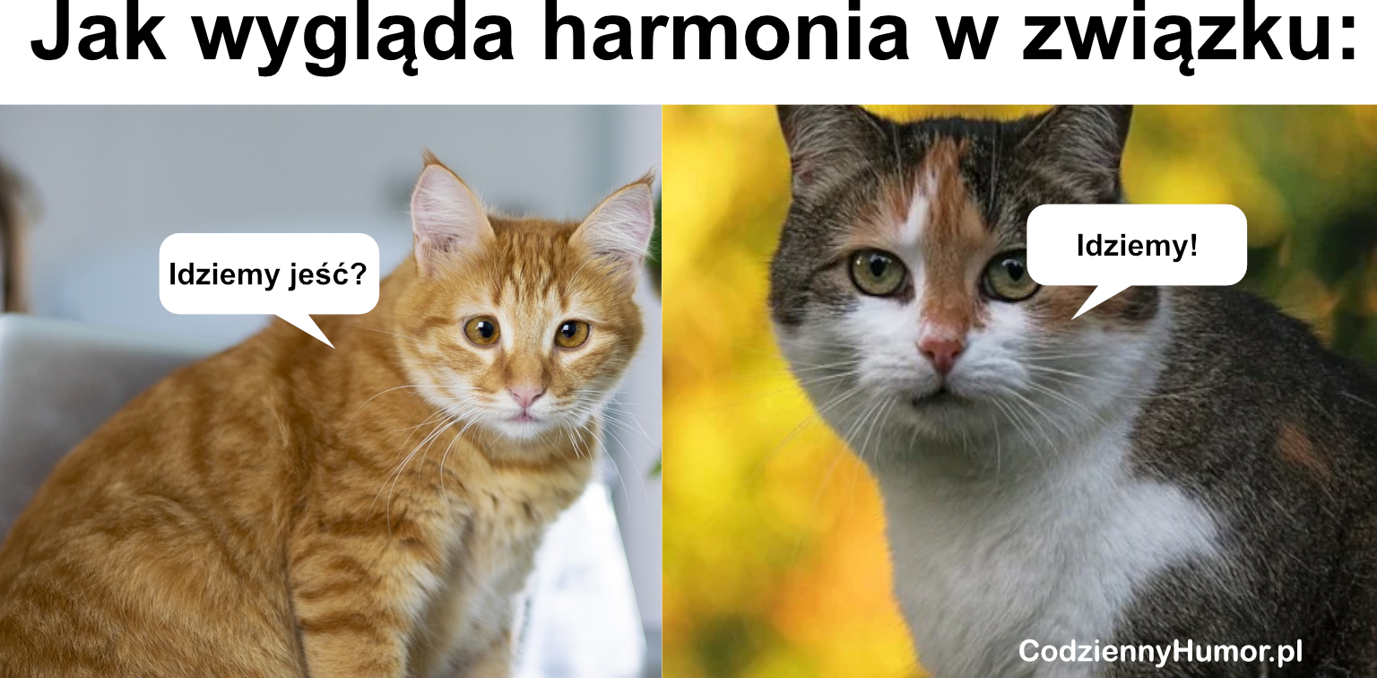 Harmonia w związku