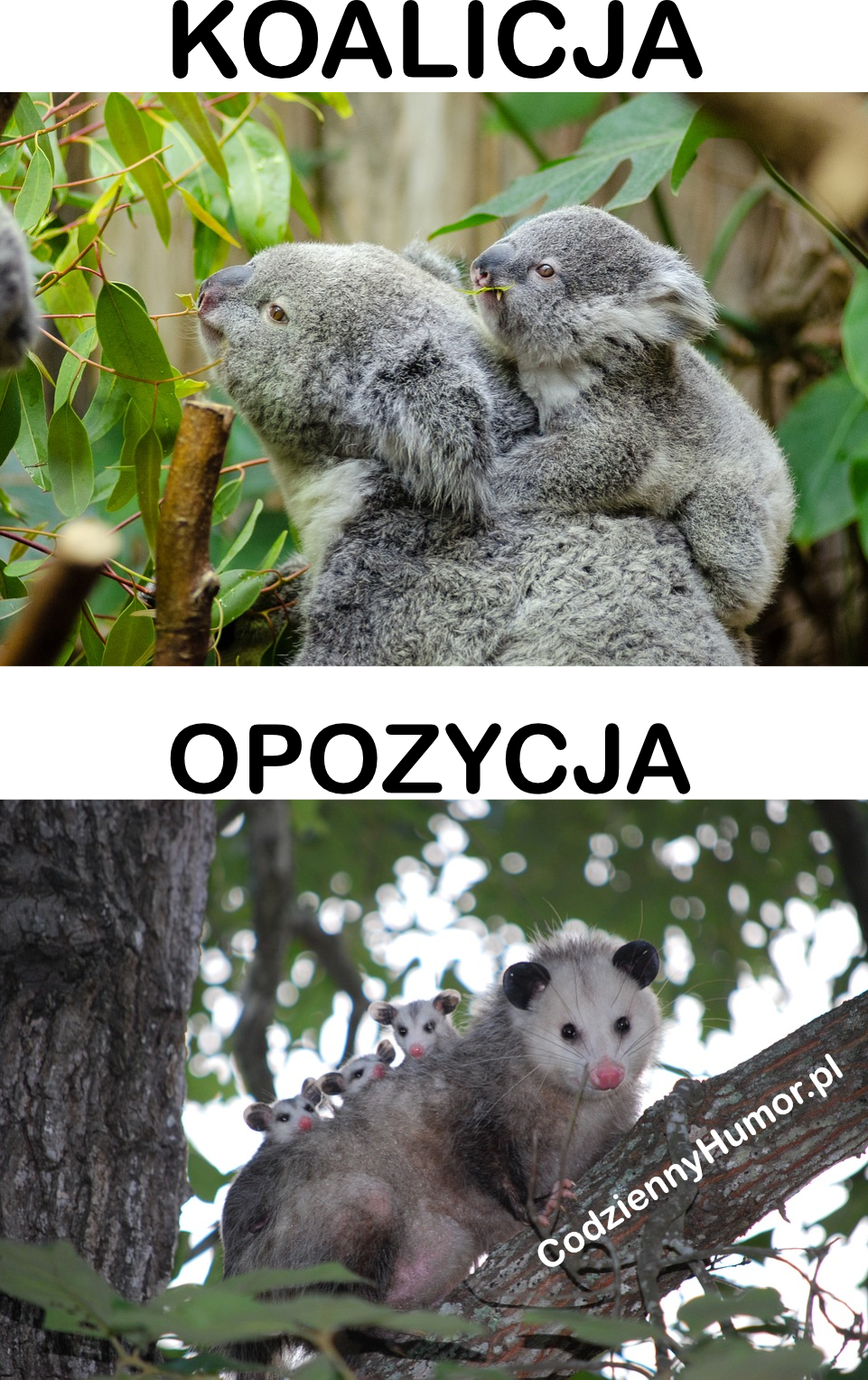 Koalicja vs opozycja