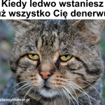 Gdy ledwo wstajesz i już cię wszystko wkurza