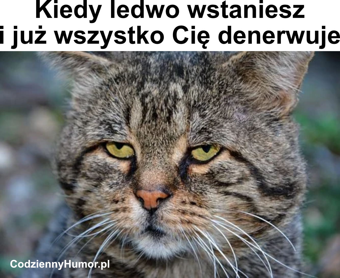 Gdy ledwo wstajesz i już cię wszystko wkurza