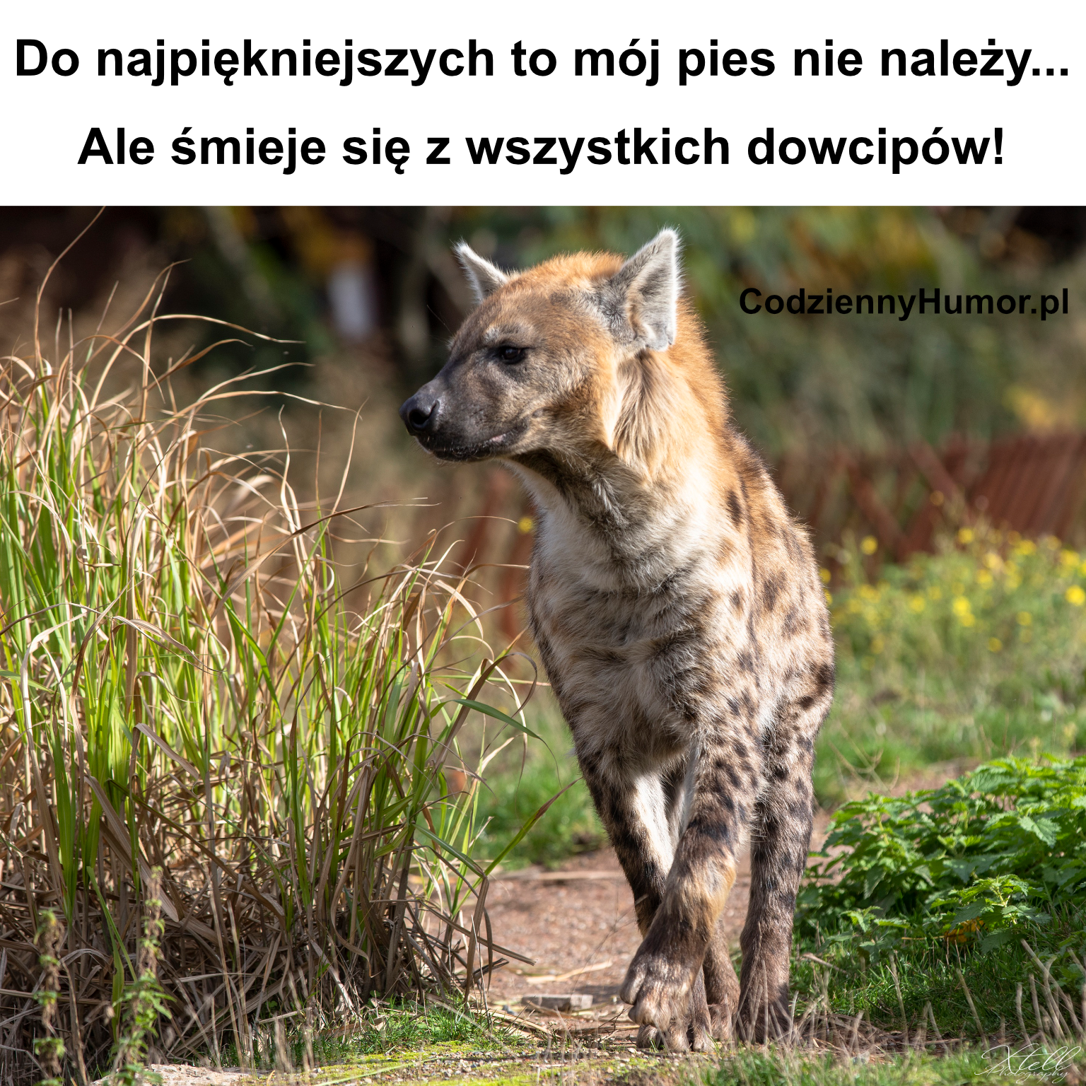 Memy z hieną - śmieje się z żartów