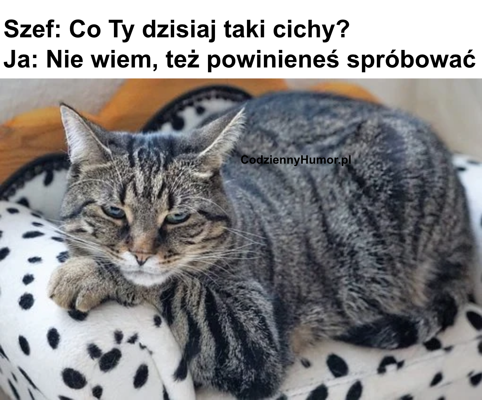 Co Ty taki cichy?