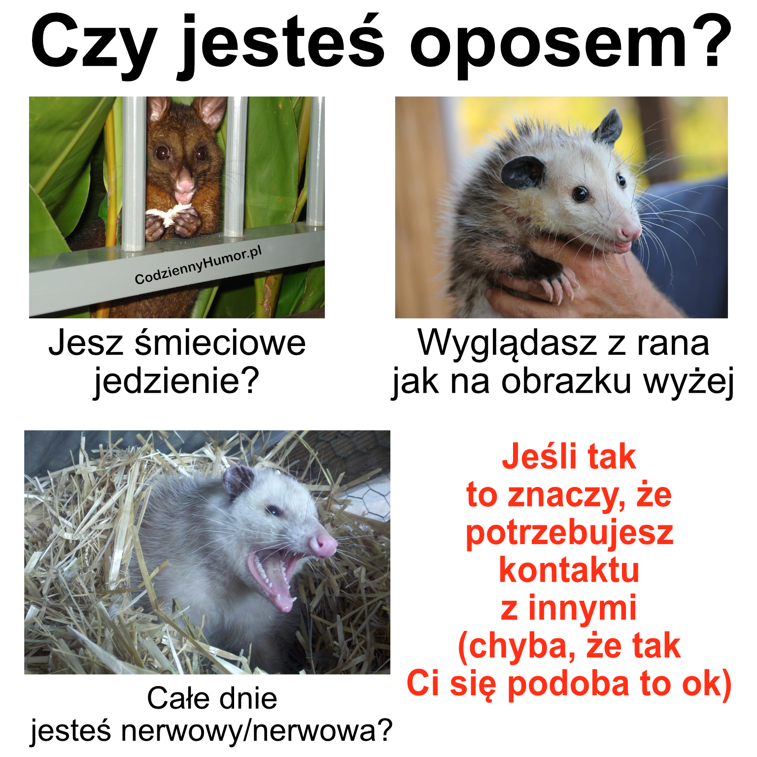 Czy jesteś oposem mem