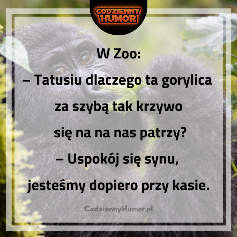 Jasiu pyta tate w zoo: