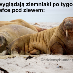 Ziemniaki pod zlewem