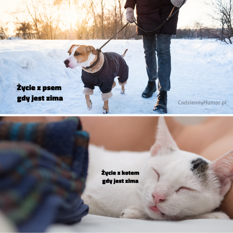 Właściciele psów vs kotów
