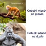 Cebulki włosów mem