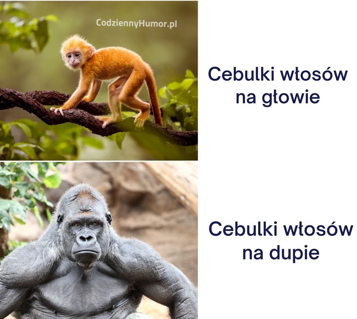 Cebulki włosów mem