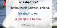 Czym się różni łabędź od łabędzicy?