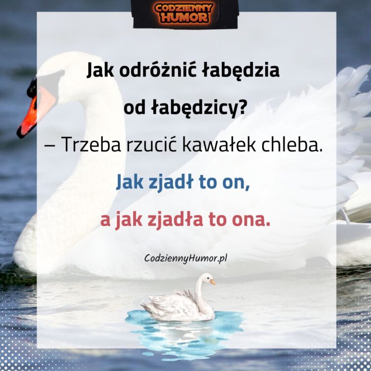 Czym się różni łabędź od łabędzicy?