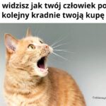 Człowieki kradną kocie kupy