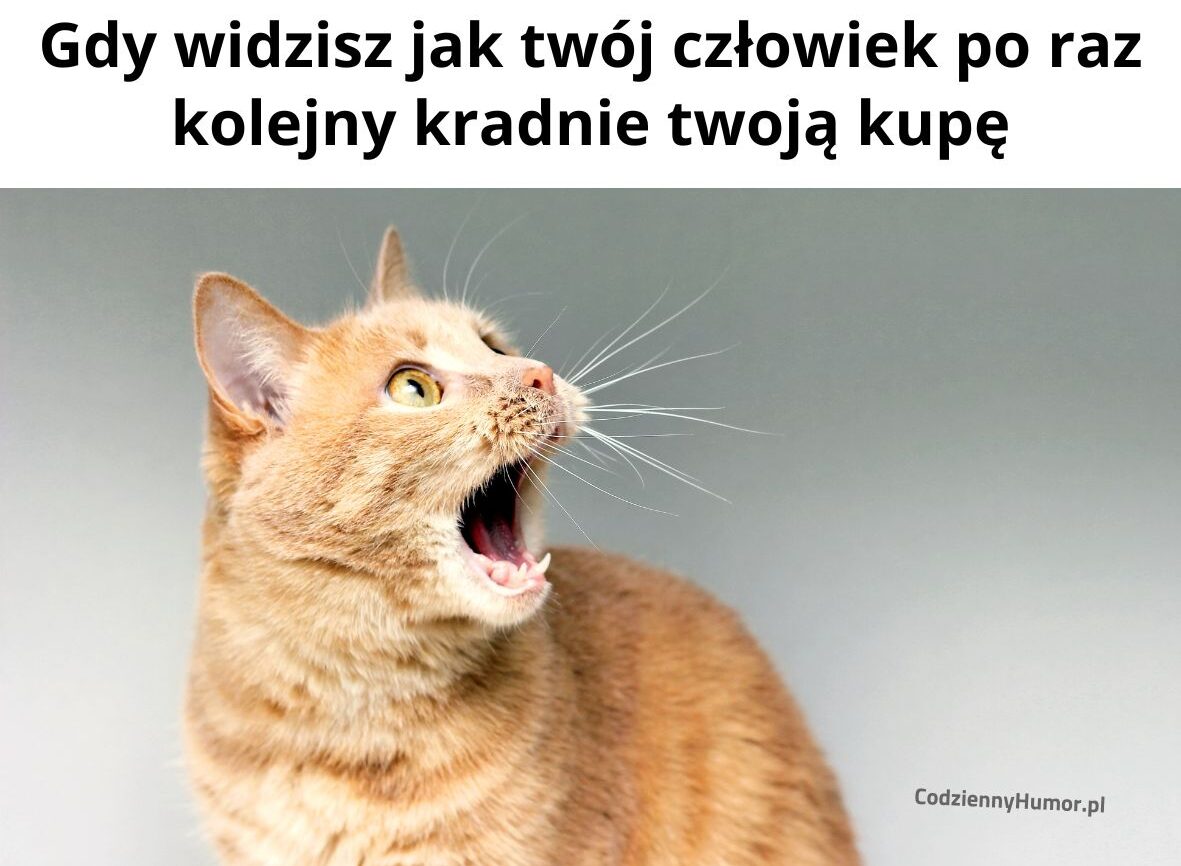 Człowieki kradną kocie kupy