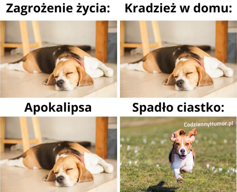 Pies gdy spadnie ciastko na podłogę