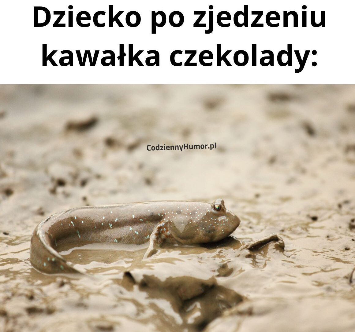 Dzieci i czekolada