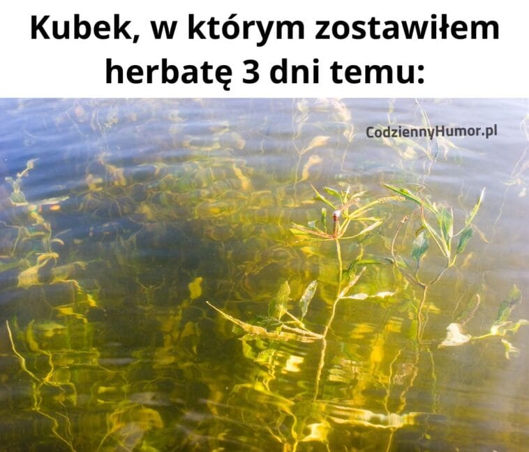 Kubek, w którym została herbata