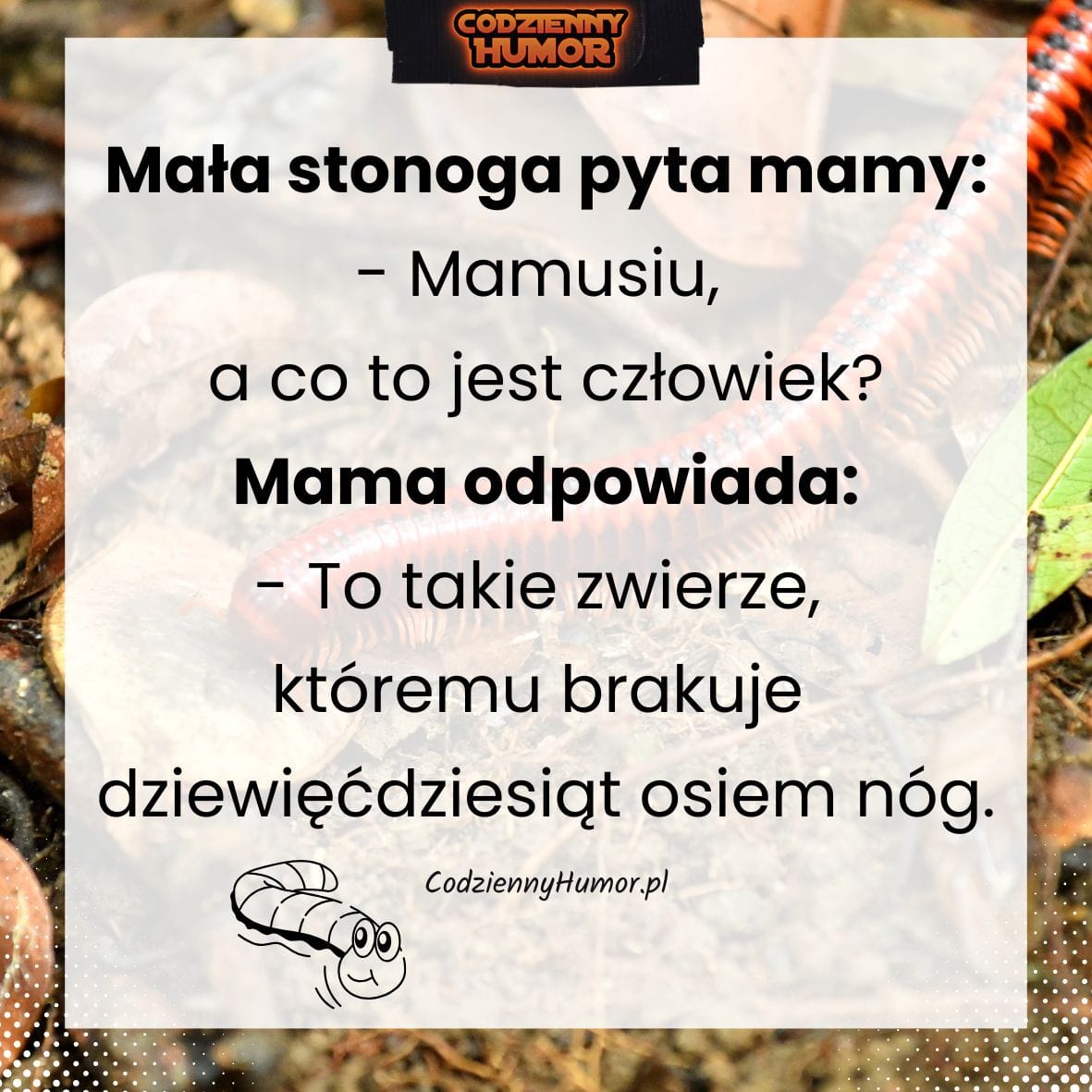 Stonoga