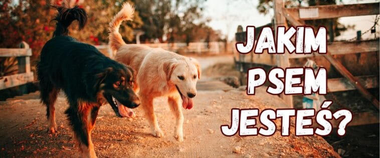 Quiz jakim psem jesteś?